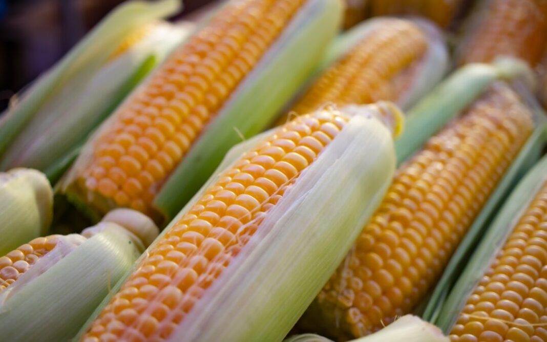 Panen Jagung Manis, Kapolres Bintan: Pemanfaatan Lahan Jadi Bentuk Nyata