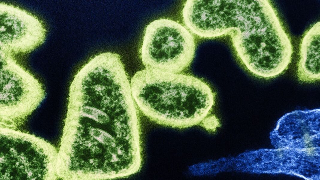 Waspada Penyebaran Virus Nipah, Barantin Perketat Lampau Lintas Komoditas Fauna dan Tumbuhan