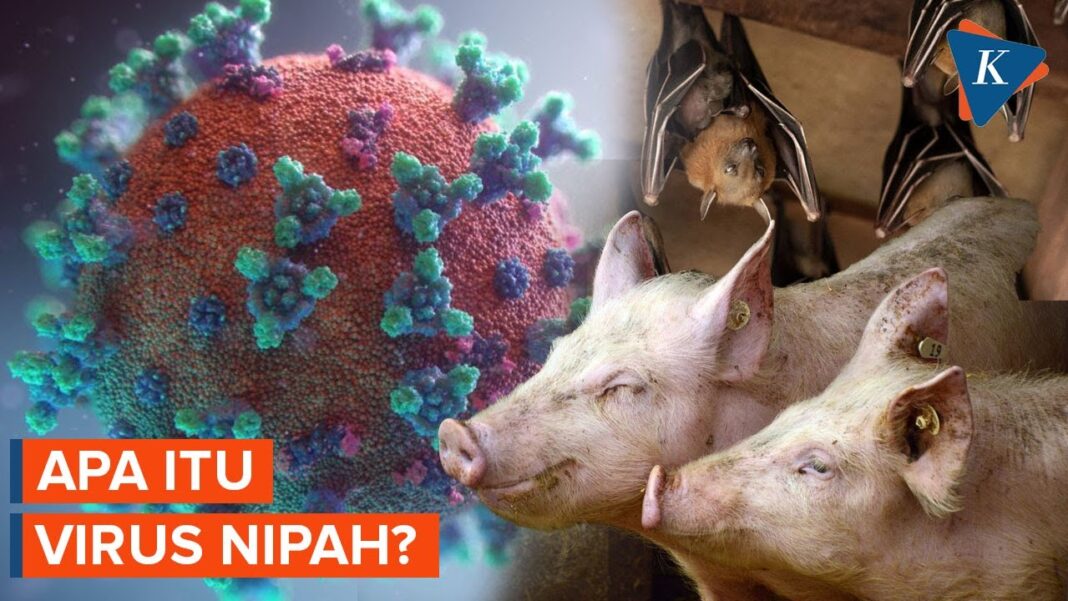 Diimbau Statis Waspada, NTB Pastikan Belum Ada Kasus Positif Virus Nipah