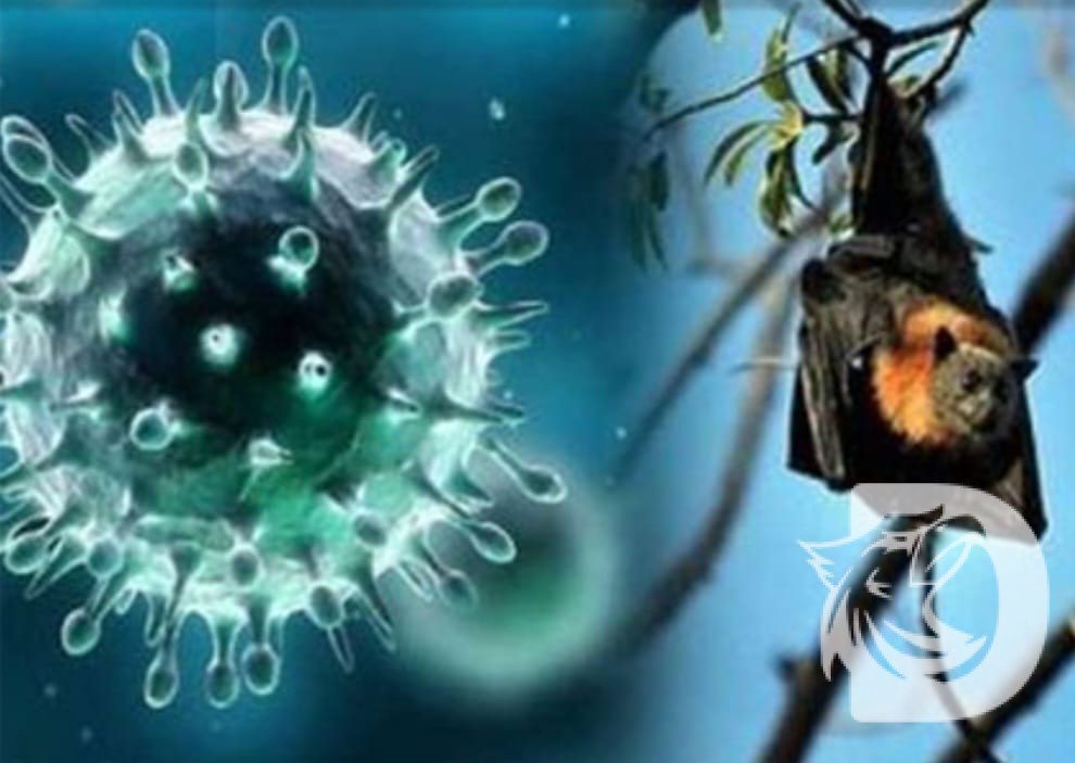 Waspada Virus Nipah, Dinkes Kota Bengkulu Ingatkan Bahaya Buah Bekas Gigitan Fauna